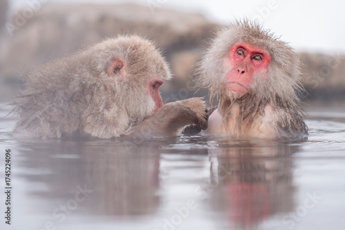Canvastavla Japanese macaque