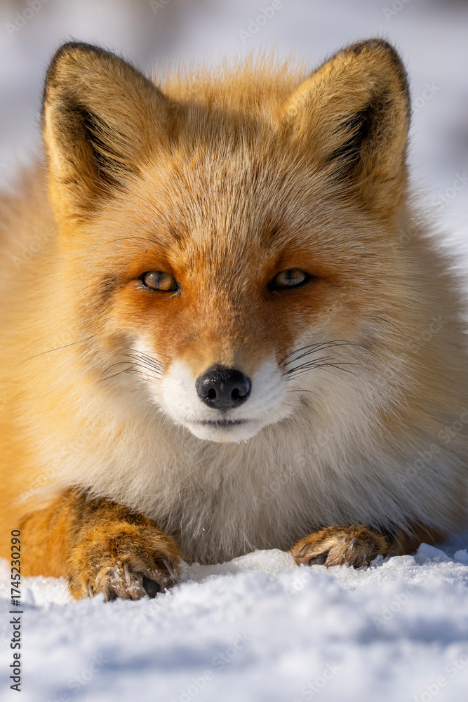 Obraz premium The Ezo, Sakhalin red fox, Hokkaido red fox portrait