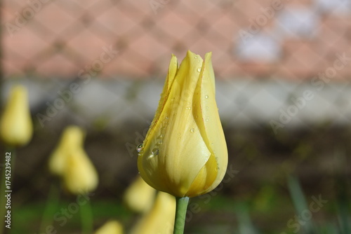 yellow tulip in bloom after rain