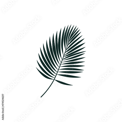 A detailed illustration of a tropical palm leaf showcasing its intricate fronds against a plain background