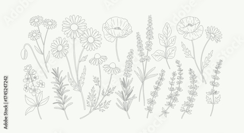 Elegant Botanical Line Art Chamomile, Lavender & Poppy Sketches