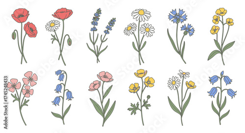 Collection of Hand-Drawn Wildflowers and Botanical Illustrations