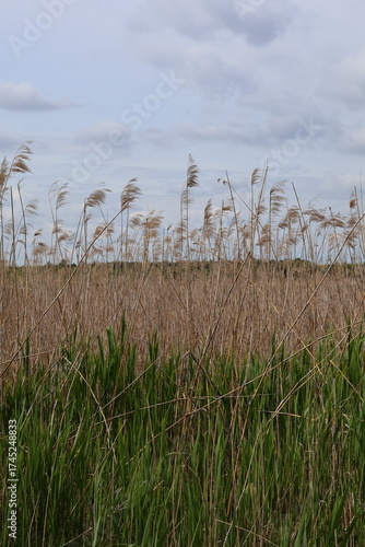 reed in the wind