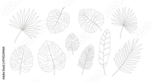 Delicate line art illustration of various tropical leaves, showcasing detailed botanical elements.