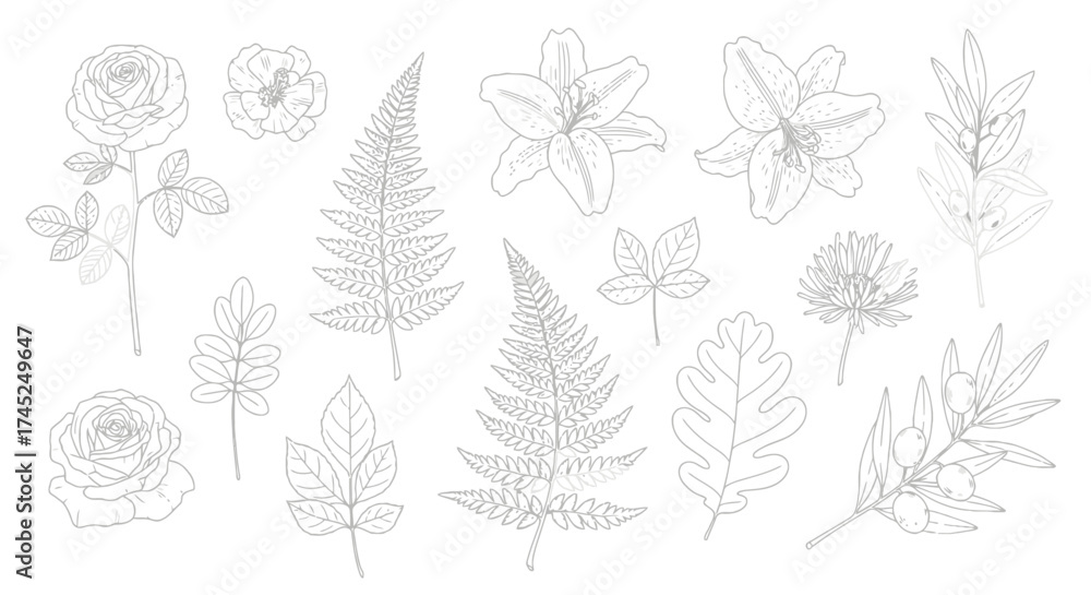 Fototapeta premium A collection of delicate line drawings of various botanical elements including roses, ferns, lilies, and leaves.