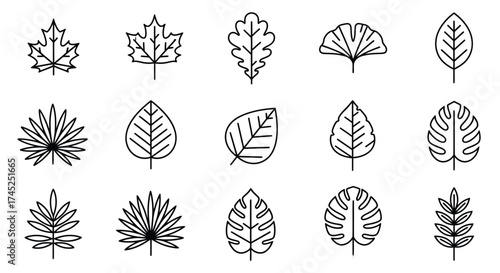 Various leaf outlines maple ginkgo