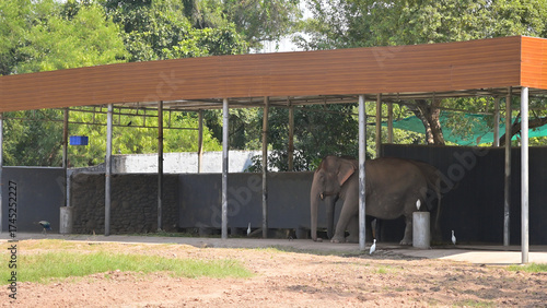 Photos Elephant standing in an open shelter with a wooden roof and metal supports