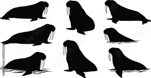 Black walrus silhouettes collection, marine animal vector illustration, arctic wildlife design, sea mammal shapes, ocean nature clipart, aquatic creature icons