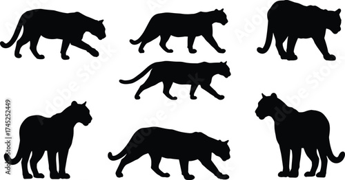 Black panther silhouette walking and standing poses, wild animal illustration, big cat vector design, wildlife predator graphic, jungle feline artwork