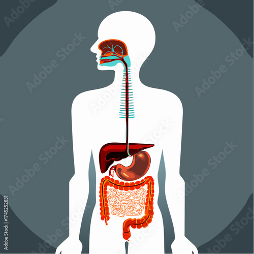 Detailed Illustration of Human Digestive and Respiratory Systems for Medical and Educational Purposes