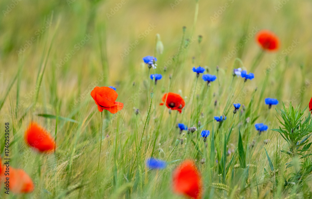 Obraz premium Beautiful Poppies And Cornflowers In The Field