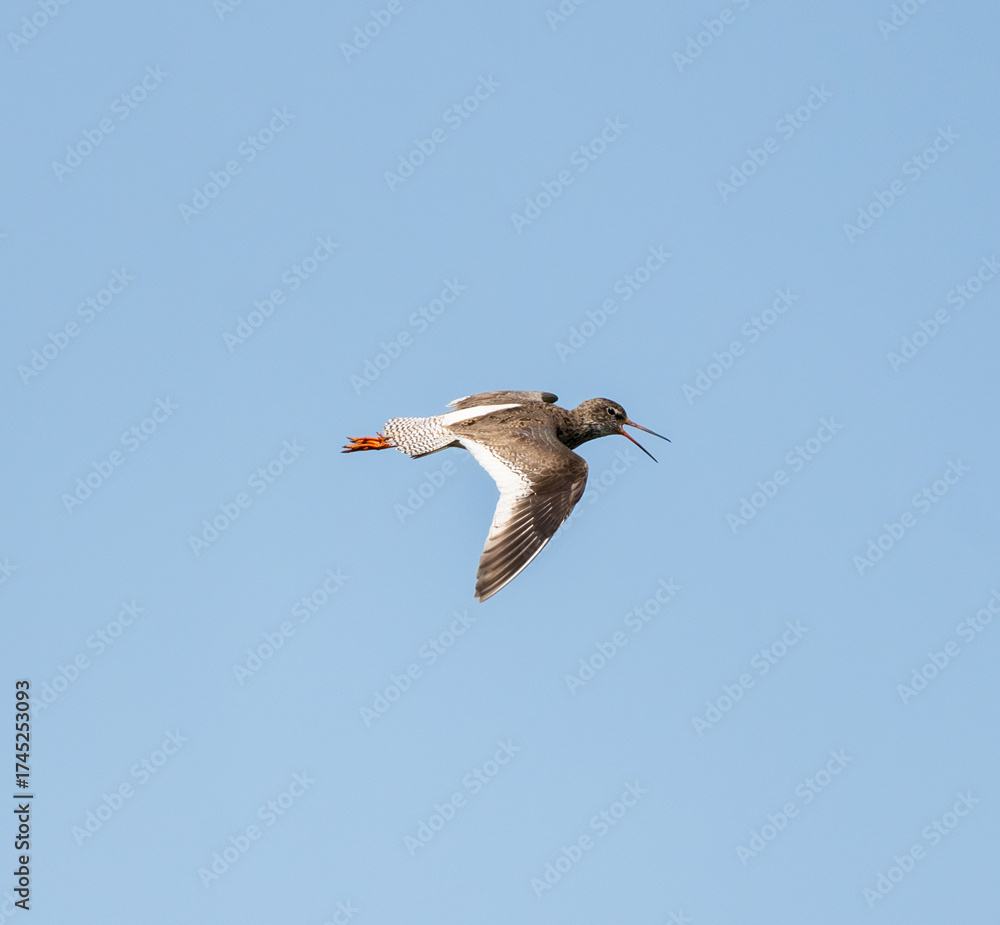 Fototapeta premium Common Redshank Flying