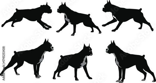 Boxer dog silhouettes vector set, strong muscular breed illustration, walking and standing poses, guard dog design, pet animal, canine artwork