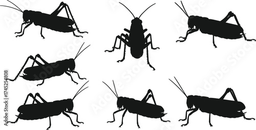 Grasshopper silhouette insect vector illustration, black bug design, entomology artwork, cricket locust graphic, wildlife insect anatomy, educational 