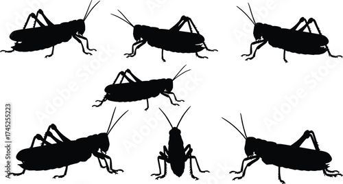 Grasshopper silhouette insect vector illustration, black bug design, locust cricket artwork, entomology biology drawing, insect anatomy graphic, wildlife nature educational image