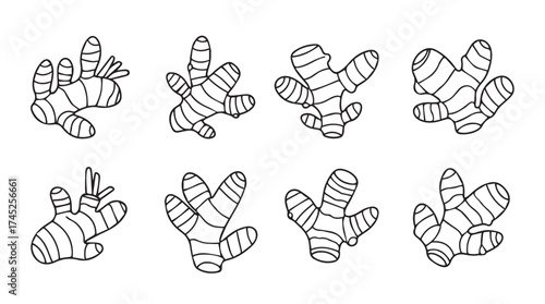 Set of eight hand drawn ginger root illustrations in sketch style culinary ingredient vector