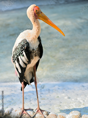Painted stork (*Mycteria leucocephala*) standing with one leg slightly raised. It has a long, orange beak, white plumage with black flight feathers, and pink on its lower legs. 