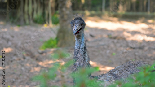 An emu (Dromaius novaehollandiae) stands outdoors in a wooded area with sunlight filtering through the trees. Its long neck, distinctive feathered body, and facial expression are visible.