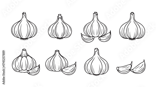 Hand drawn garlic bulbs and cloves set fresh ingredient sketch art food culinary element vector