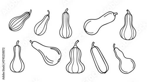 Collection of hand drawn autumn squash and gourd varieties isolated fresh harvest elements vector