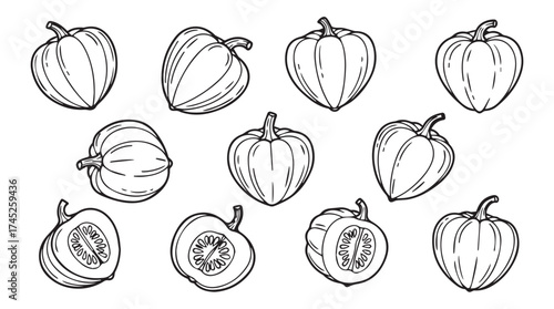 Hand drawn outline collection of pumpkins and gourds for autumn harvest and halloween design vector