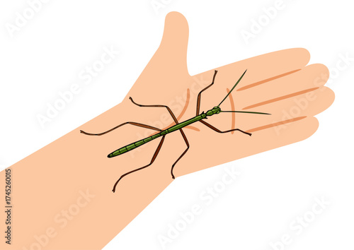 Green stick insect on a man's hand. An amazing camouflaging insect, an unpretentious pet. Insect science education concept. Ecology and entomology illustration.