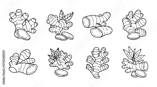 Collection of fresh ginger root rhizome sketches isolated on culinary spice ingredient vector