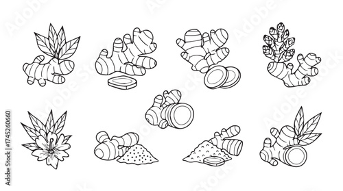 Fresh ginger root hand drawn sketch botanical elements collection culinary ingredient spice vector