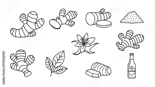 Hand drawn ginger root rhizome spice ingredient and culinary element collection vector