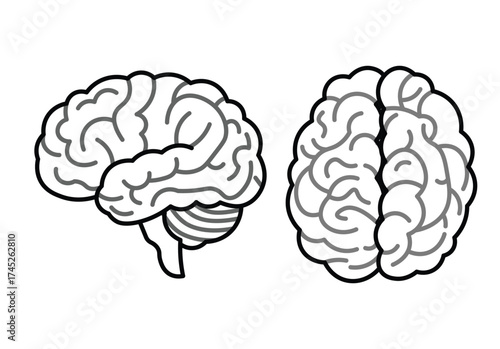 Human Brain Anatomy Outline Vector