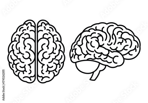 Human Brain Anatomy Outline Vector