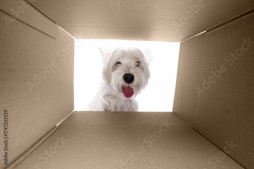 Curious white dog looking inside cardboard box with playful expression. Concept of surprise, exploration, and curiosity for pet advertising, packaging, and social media design.