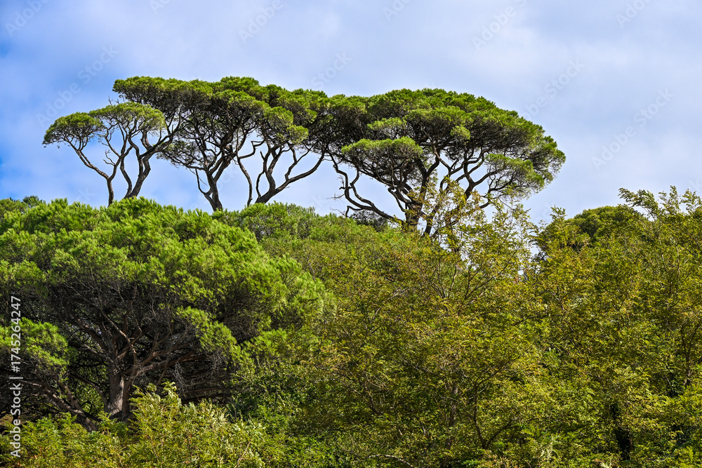 Obraz premium Iconic stone pine trees with umbrella-shaped canopies rise above the Mediterranean landscape in Saint-Tropez, France, under a bright sky.