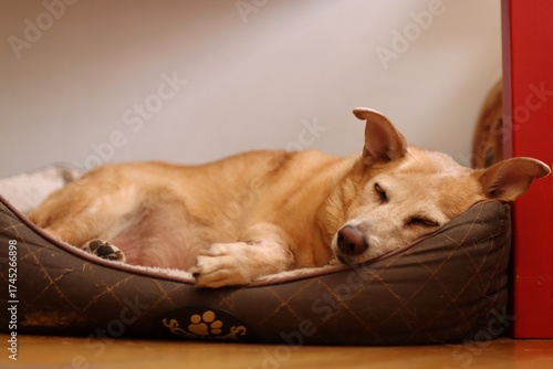 A cute crossbreed dog is sleeping in his bed at home.