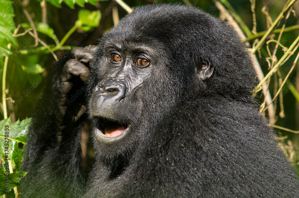 Obraz premium Silverback mountain gorilla (Gorilla beringei beringei) at Bwindi Impenetrable Forest, Uganda