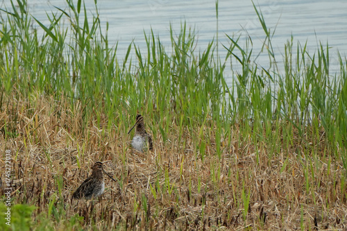 Canvas Print two common snipes (gallinago gallinago) are standing and hiding in the tall gras