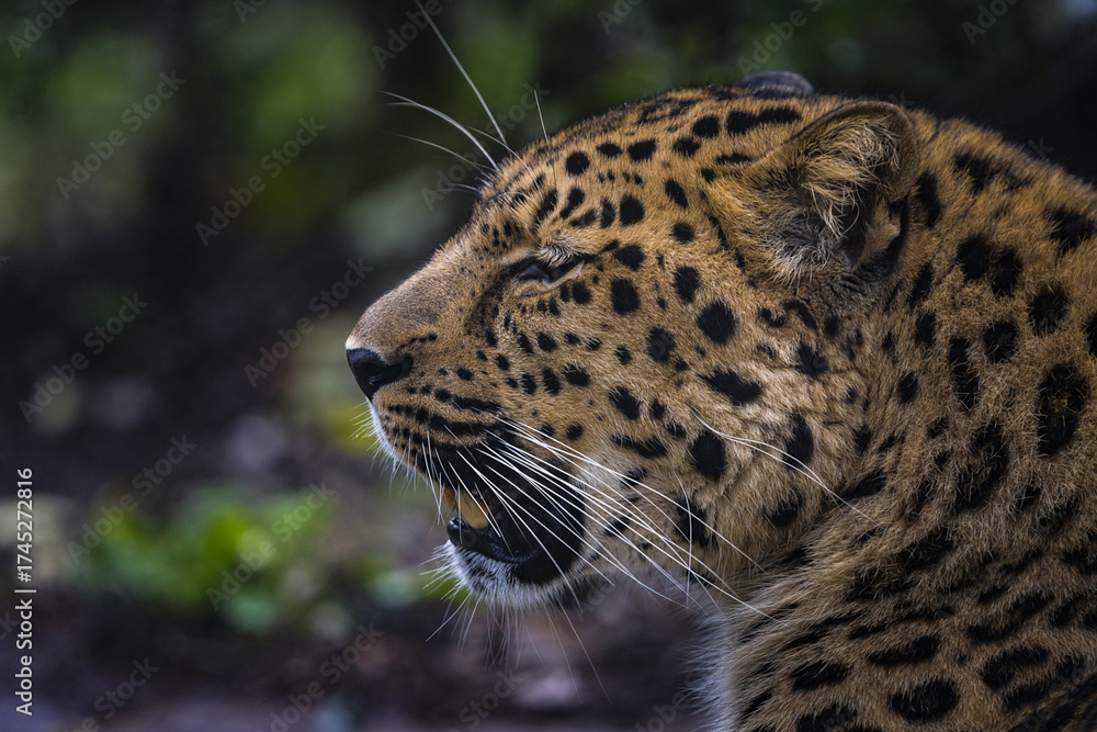 Fototapeta premium Amur leopard (Panthera pardus orientalis) in its natural environment