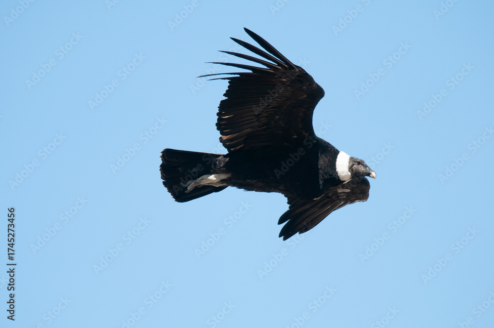 Obraz premium Andean Condor in Flight, Patagonia , Argentina.