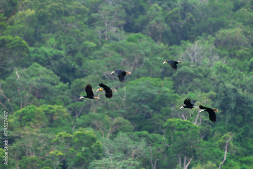 Wild Hornbills of Thailand – Real Wildlife Moments from Southeast Asian Rainforests