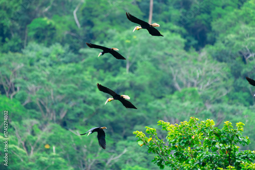 Wild Hornbills of Thailand – Real Wildlife Moments from Southeast Asian Rainforests