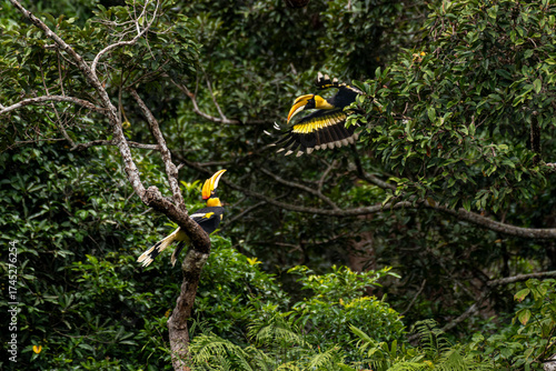 Wild Hornbills of Thailand – Real Wildlife Moments from Southeast Asian Rainforests