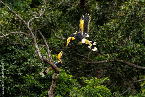 Wild Hornbills of Thailand – Real Wildlife Moments from Southeast Asian Rainforests