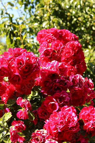 red roses in the garden