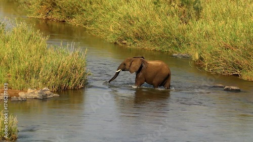 Playful young elephant bathing in a river in Kruger National Park, showing joy and freedom in the African wild.