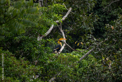 Wild Hornbills of Thailand – Real Wildlife Moments from Southeast Asian Rainforests