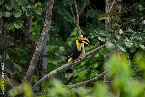 Wild Hornbills of Thailand – Real Wildlife Moments from Southeast Asian Rainforests