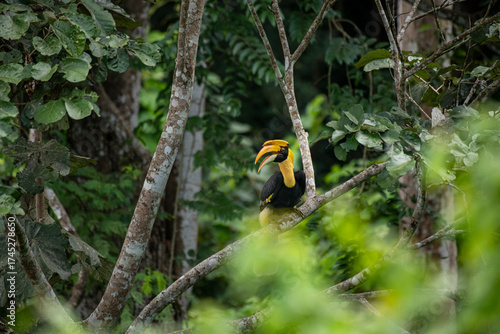Wild Hornbills of Thailand – Real Wildlife Moments from Southeast Asian Rainforests