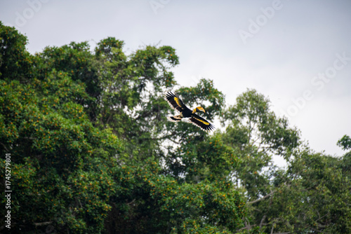 Wild Hornbills of Thailand – Real Wildlife Moments from Southeast Asian Rainforests