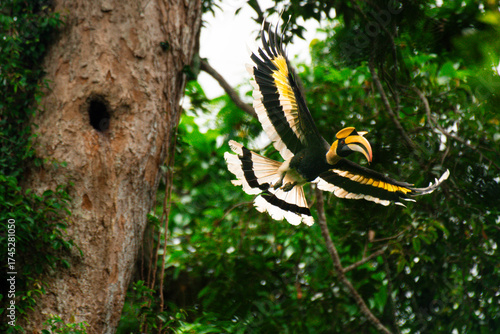Wild Hornbills of Thailand – Real Wildlife Moments from Southeast Asian Rainforests