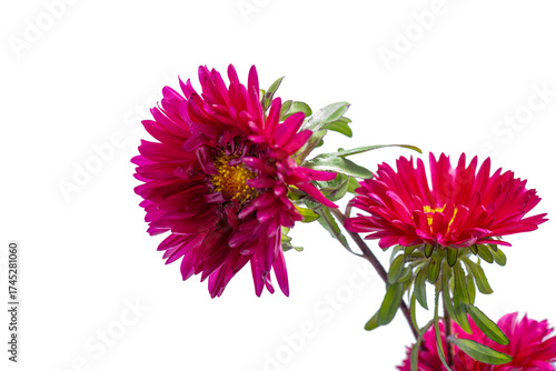Aster Flower after the Rain Isolated on White